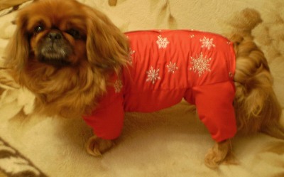 Pekinese dog with overalls