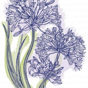 Centaurea cyanus sketch embroidery design