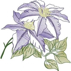 Clematis minister sketch embroidery design