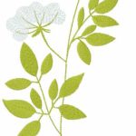 Phlox paniculata embroidery design