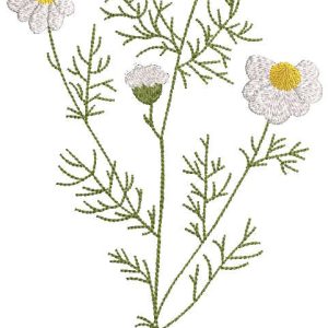 Spring field daisies embroidery design