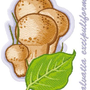 Caluatia excipuliformis embroidery design