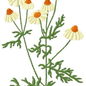 Сhamomile embroidery design
