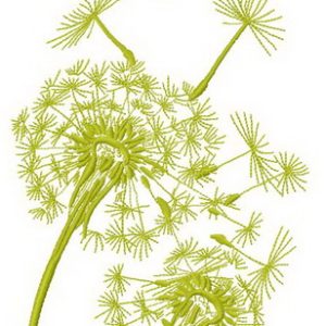 Dandelion 2 embroidery design